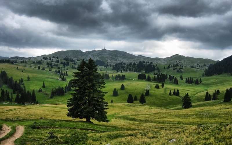 Zašto se šume u BiH sijeku bez ikakve kontrole?