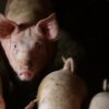 Na području Bijeljine potvrđena afrička svinjska kuga